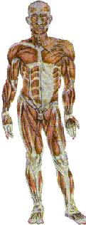 Imagen del esqueleto